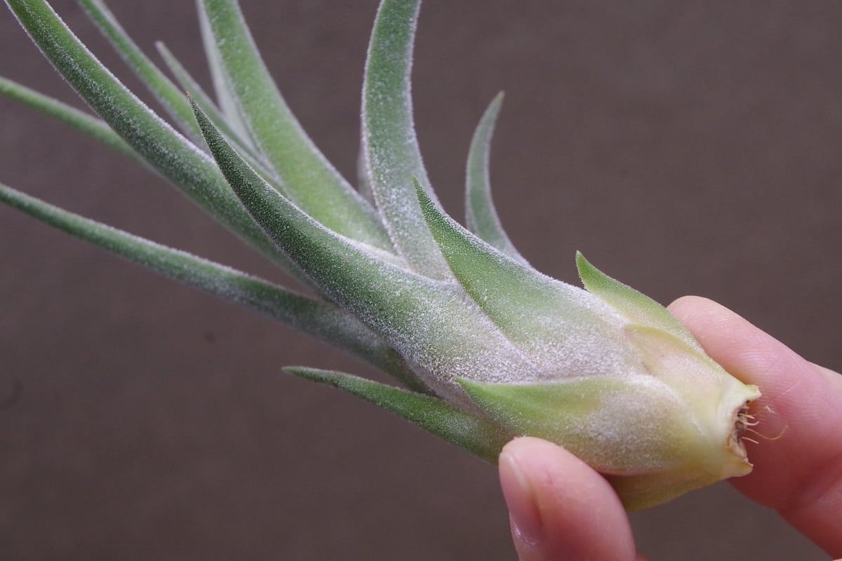 キューティーパイ （エーレルシアナxプエブレンシス）Sサイズ02号