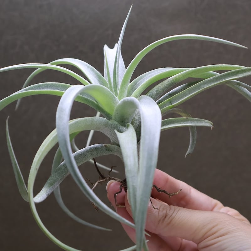 メアリーZ （ チアペンシス × ローランドゴッセリニー ）03号 | air