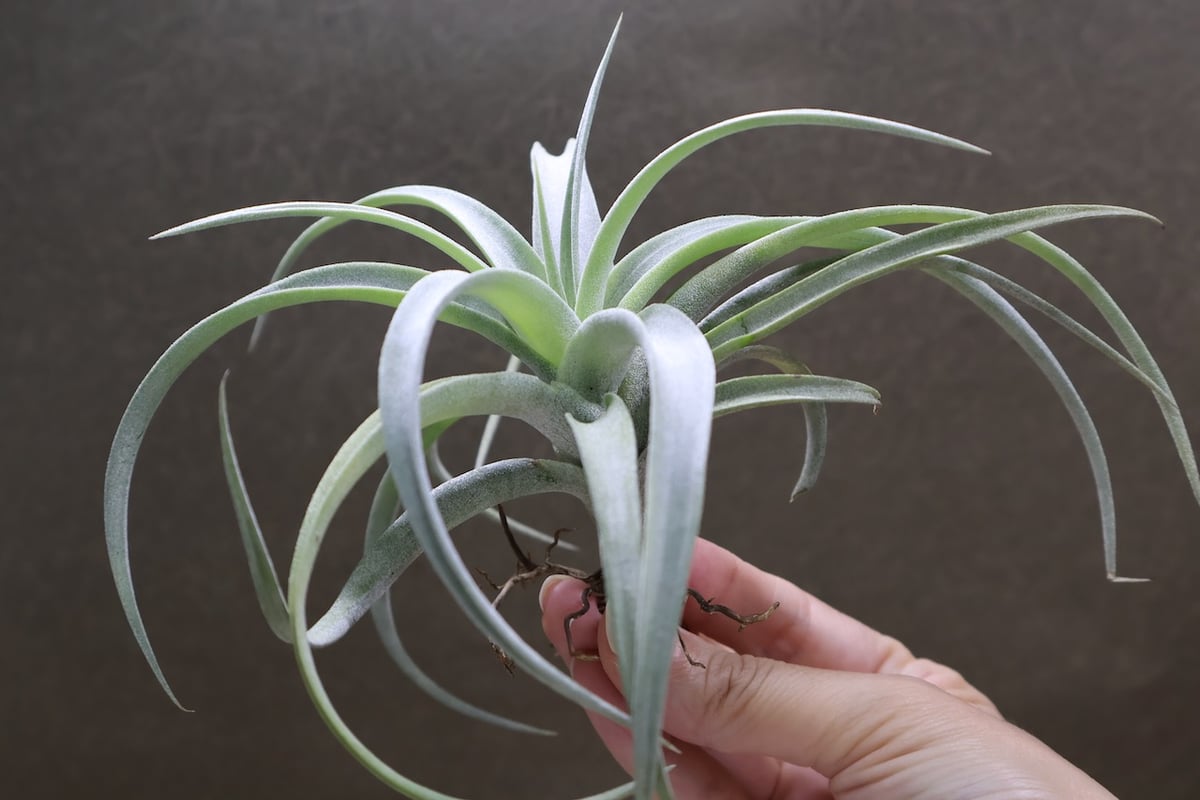 超希少❗️交配種❗️チランジア メアリーZ チアペンシス×ローランド