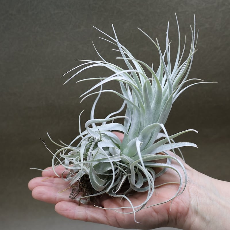 チャペウエンシス チュリフォルミス 02号 | air-plants TENGU-DO