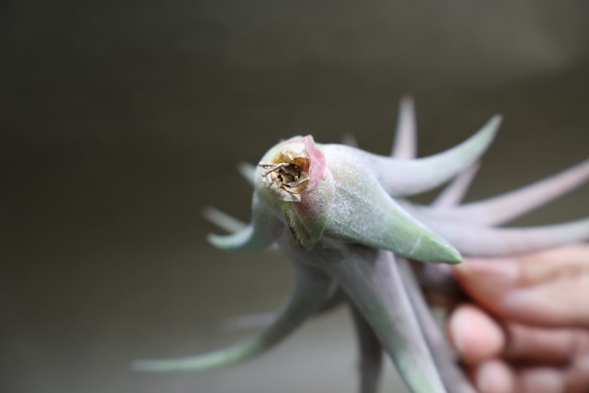 リオホンドエンシス × イオナンタ 12号 | air-plants TENGU-DO