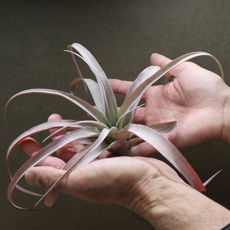 ココナッツグローブ（ チアペンシス × カピタータレッド ) 12号 | air