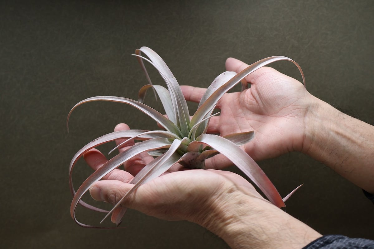 エアプランツ チランジア ココナッツグローブ 特大 ココナッツグローブ（ チアペンシス × カピタータレッド ) 14号