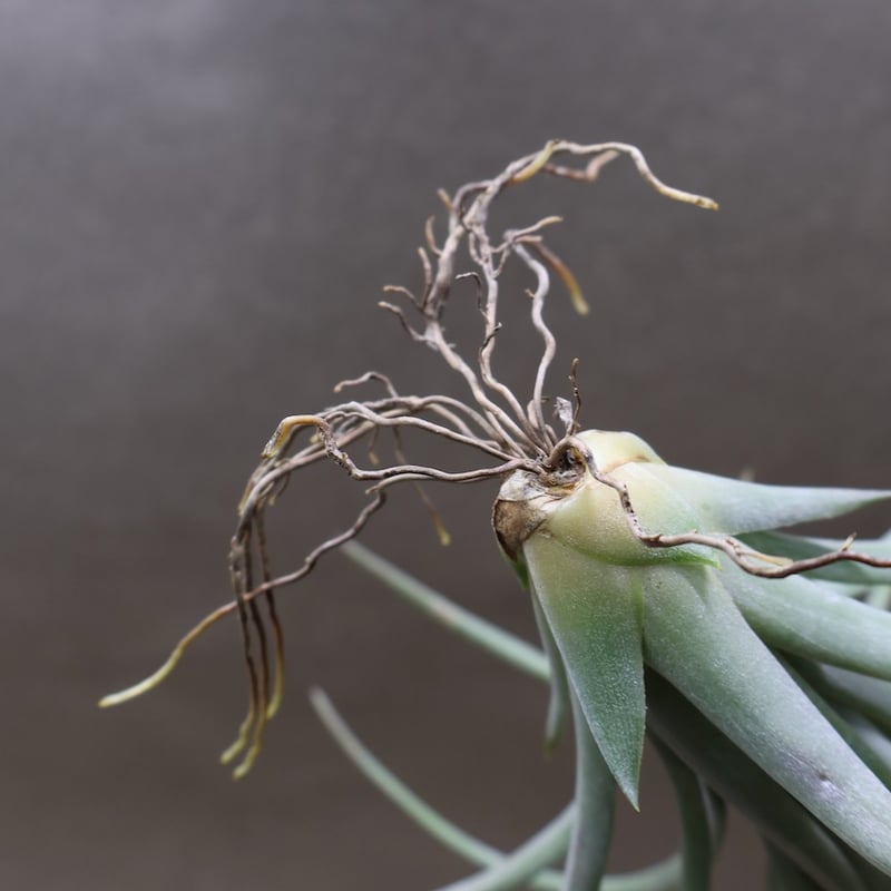 ピージェイズ ストリクタ プライズ（イオナンタストリクタ x