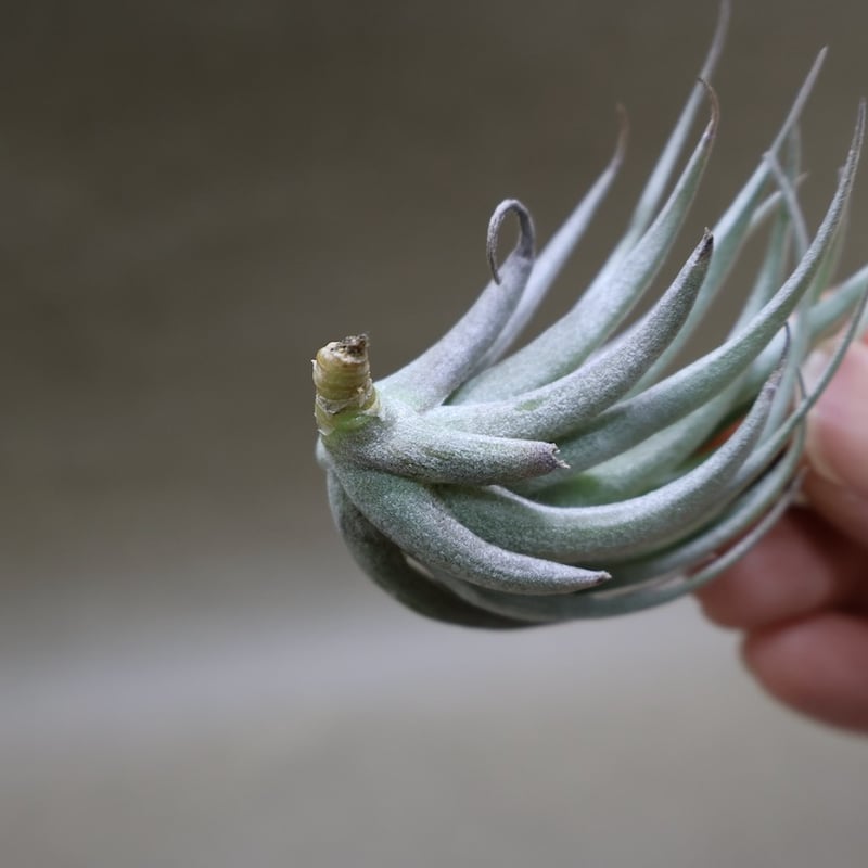 【みぃこどん】Tillandsia 4点セット 謎多き小型種【ショータイム イッツィービッツィー】Tillandsia