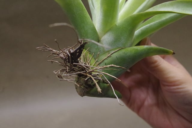 パドレ（ローランドゴッセリニーxチアペンシス）04号 | air-plants