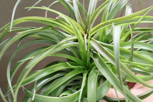 ブラキカウロス タイフーン クランプ05号 | air-plants TENGU-DO