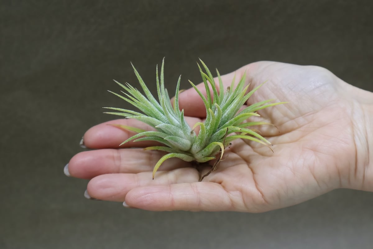 イオナンタ アルビノ 33号 | air-plants TENGU-DO