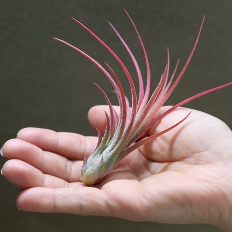 CATEGORY 品種名：I/J/K/L | air-plants TENGU-DO