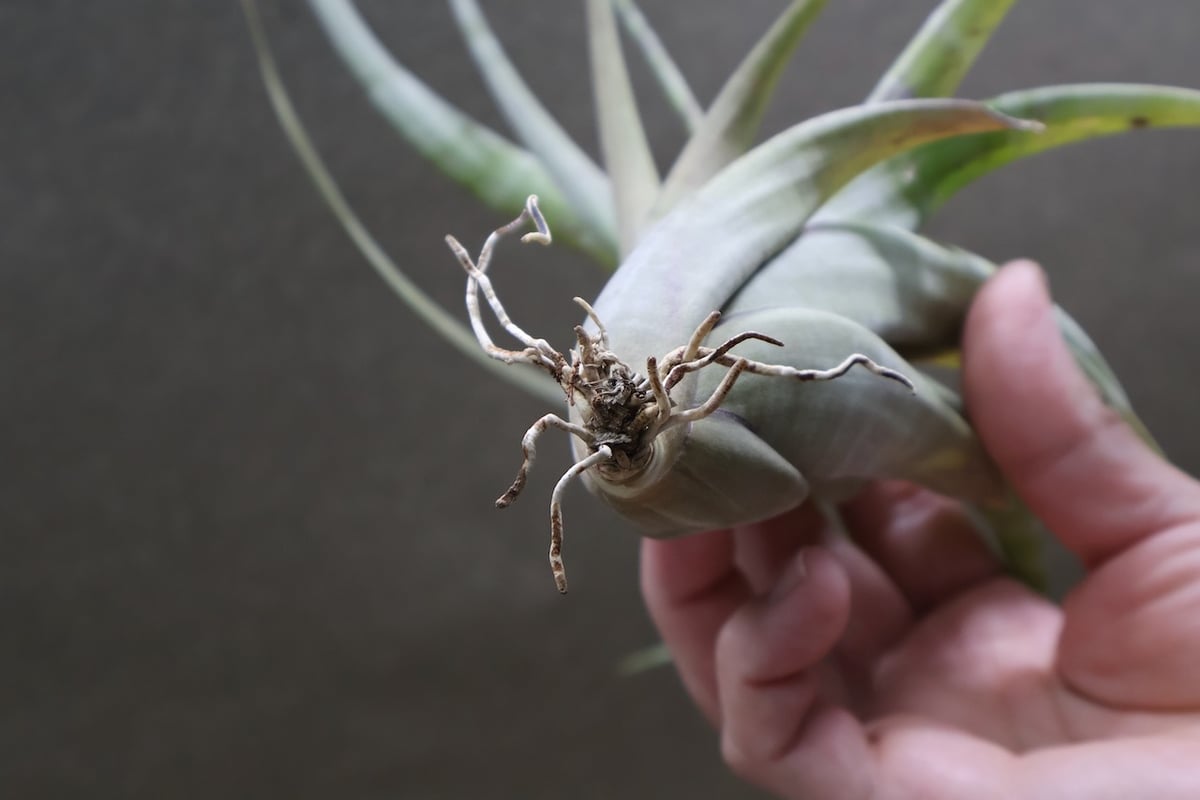 フレクスオーサ 13号 | air-plants TENGU-DO