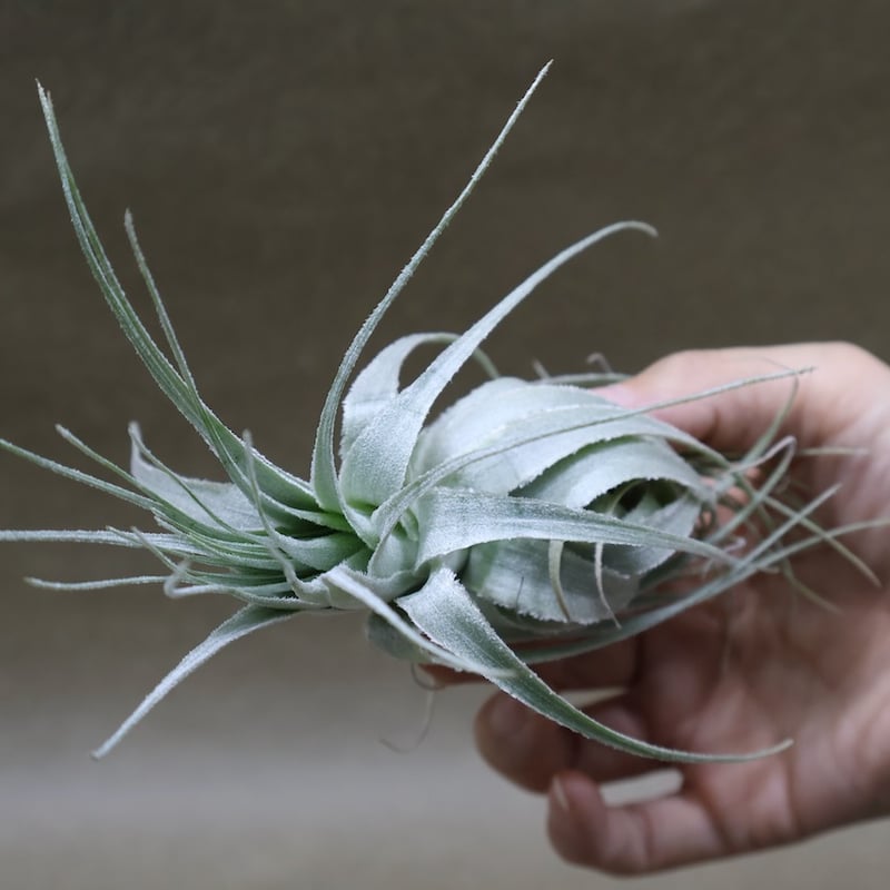 ガルドネリ モホ ド シャペウ 04号 | air-plants TENGU-DO