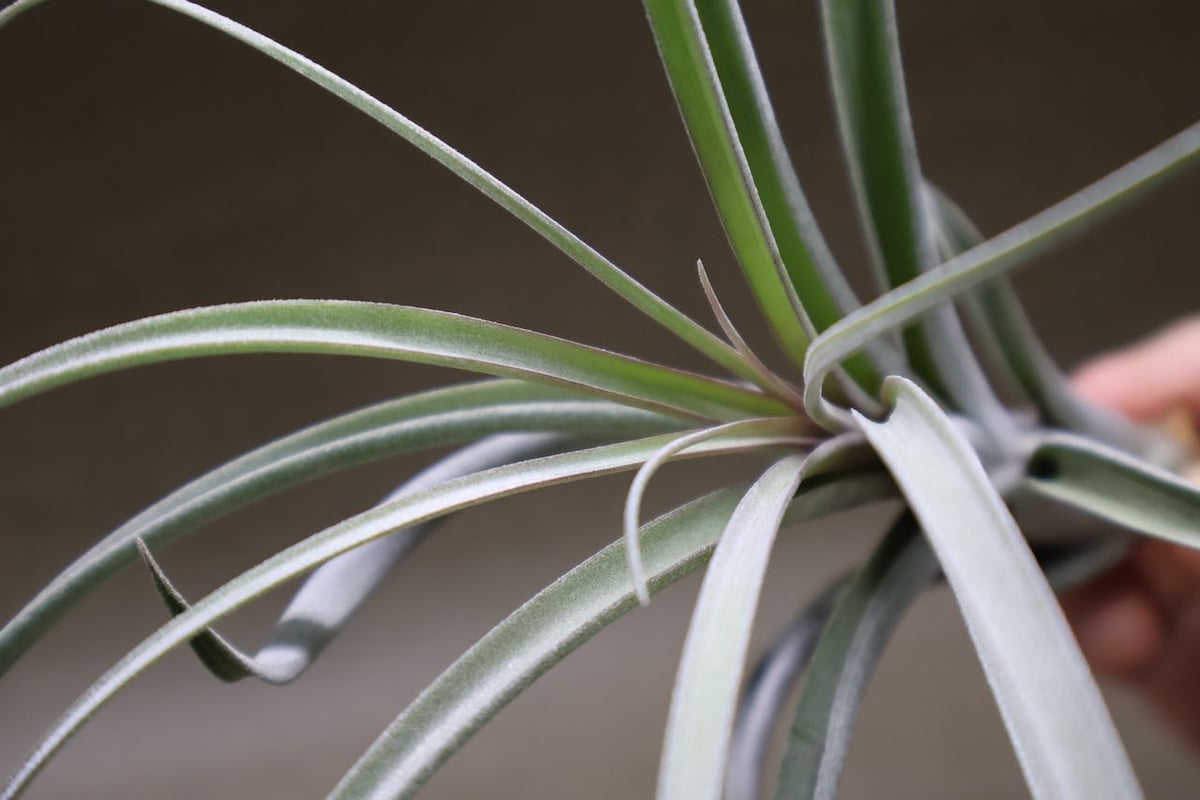 エクセルタxカピタータ ドミンゲンシス 05号 | air-plants TENGU-DO