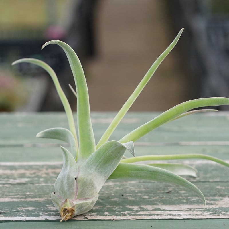 スタッフ特選】ストレプトフィラ 子株 C号 | air-plants TENGU-DO