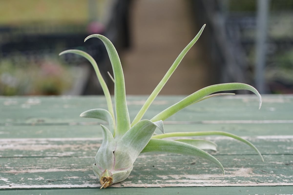 スタッフ特選】ストレプトフィラ 子株 C号 | air-plants TENGU-DO