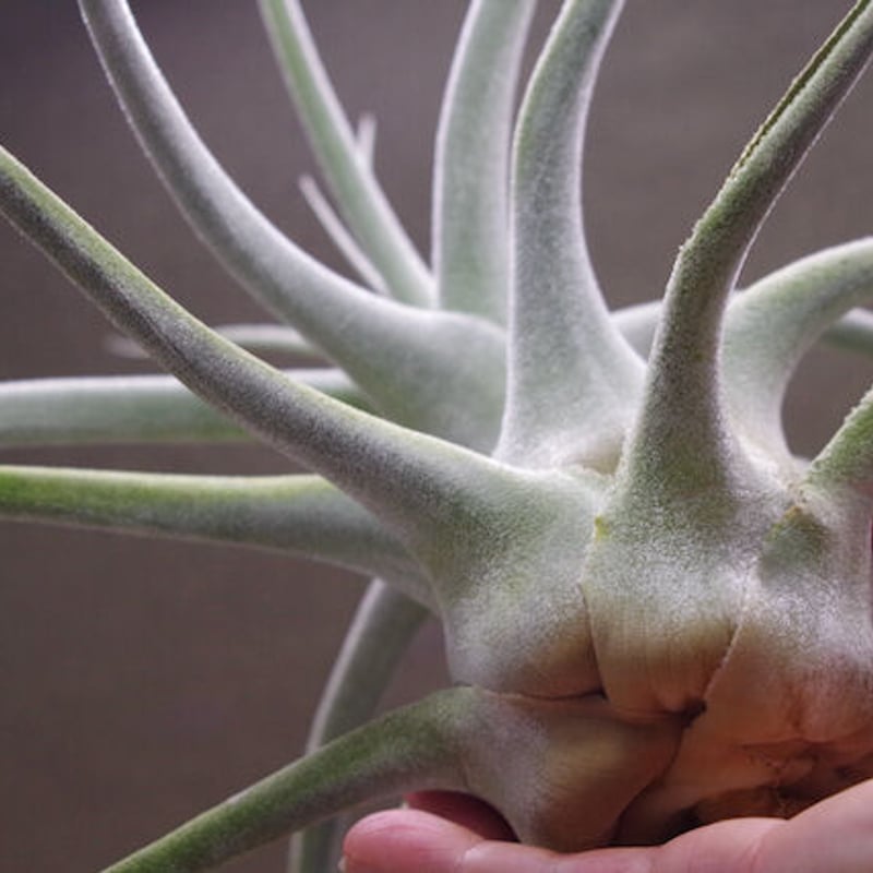 エーレルシアナ 特大サイズ 01号 | air-plants TENGU-DO