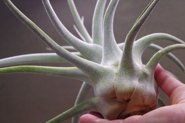 エーレルシアナ 特大サイズ 01号 | air-plants TENGU-DO