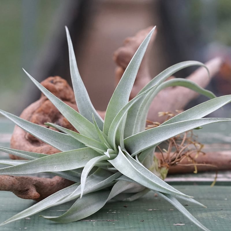 スタッフ特選】カピタータ・シルバーローズ 子株 B号 | air-plants