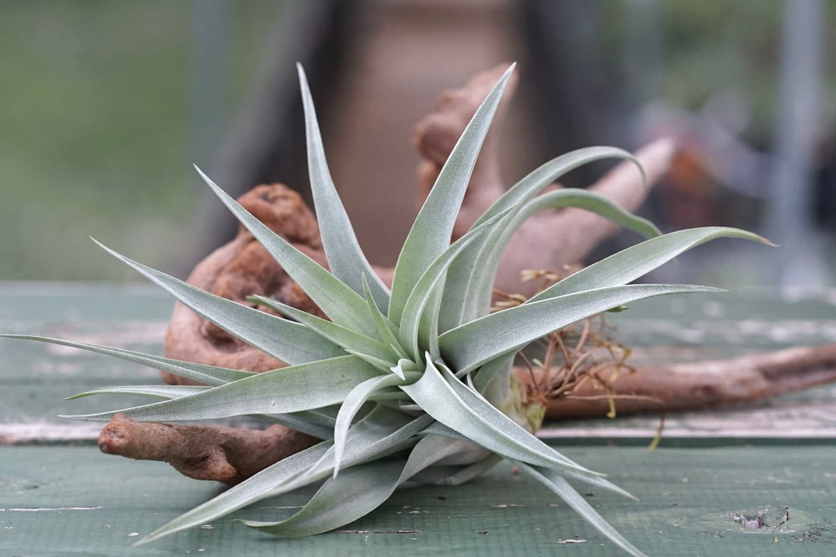 スタッフ特選】カピタータ・シルバーローズ 子株 B号 | air-plants