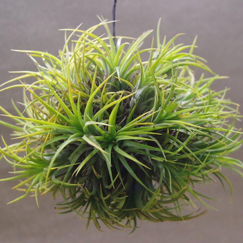 ティランジア・イオナンタ・ドゥルイド・クランプ イオナンタ ドゥルイド クランプ 31号 | air-plants TENGU-DO