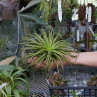 スタッフ特選】ブラキカウロス・シュプリーム | air-plants TENGU-DO