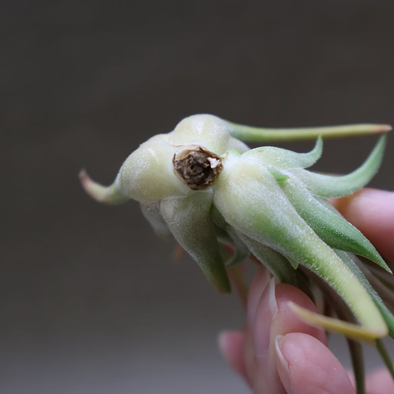 イオナンタ ヴァリエガータ 10号 | air-plants TENGU-DO