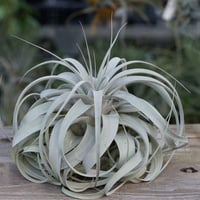 ブラキカウロス × キセログラフィカ 15号 | air-plants TENGU-DO