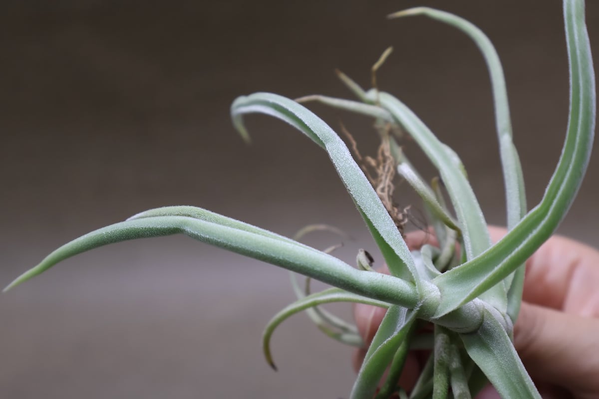 デュラティ 91号 | air-plants TENGU-DO