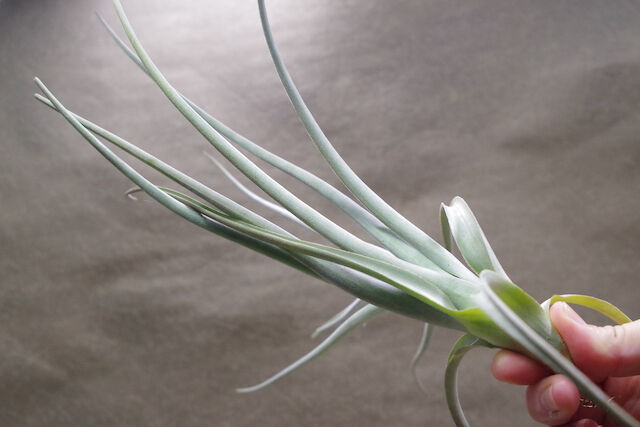 ベルメホエンシス 近縁種 01号 | air-plants TENGU-DO