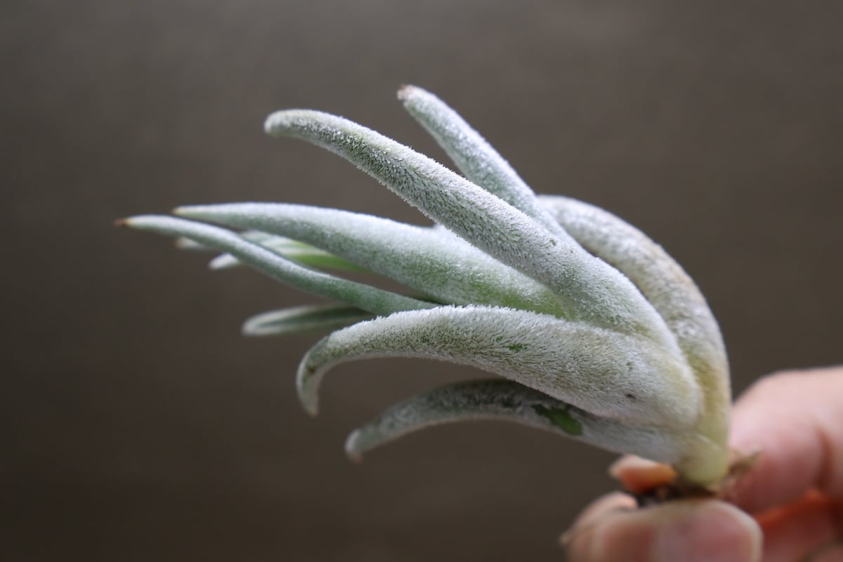 ミトラエンシス 08号 | air-plants TENGU-DO