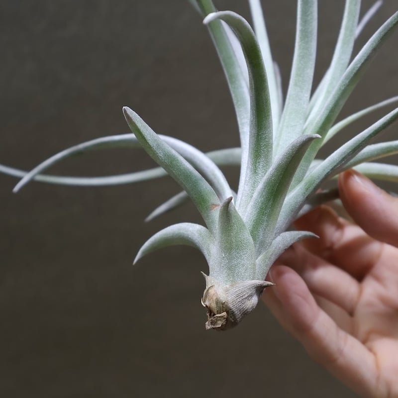 ヘザーズブラッシュ（ ブラキカウロス × エクセルタ ）25号 | air