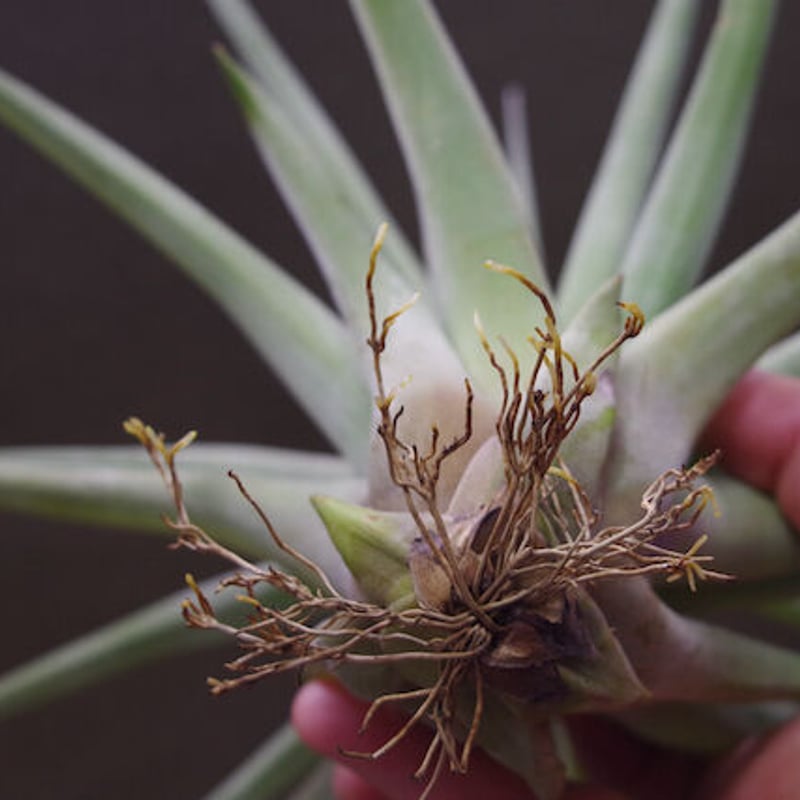 ファシクラータ × ストレプトフィラ 01号 | air-plants TENGU-DO