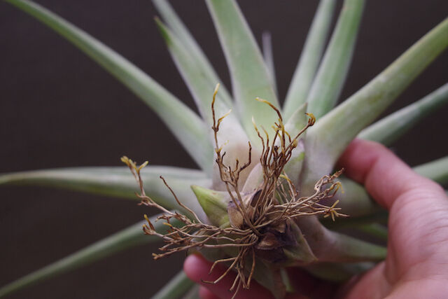 ファシクラータ × ストレプトフィラ 01号 | air-plants TENGU-DO