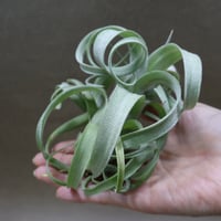 超希少❗️交配種❗️チランジア　ヘザーズブラッシュ （ブラキカウロス×エクセルタ）✨ ヘザーズブラッシュ（ ブラキカウロス × エクセルタ ）25号