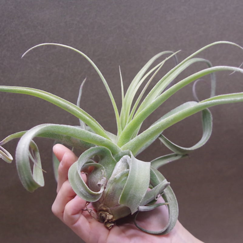 パチャラスノーフレーク　ティランジア　希少　Tillandsia パチャラスノーフレーク 01号 | air-plants TENGU-DO