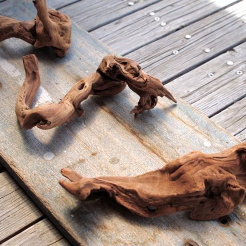 インドネシア産マングローブ流木 Driftwoods | air-plants TENGU-DO