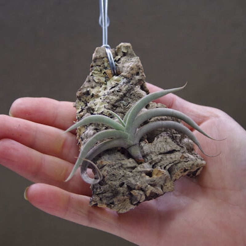 子株付き テネブラ tenebra (tillandsia ティランジア ) 子株付き テネブラ tenebra (tillandsia ティランジア ) チランジア