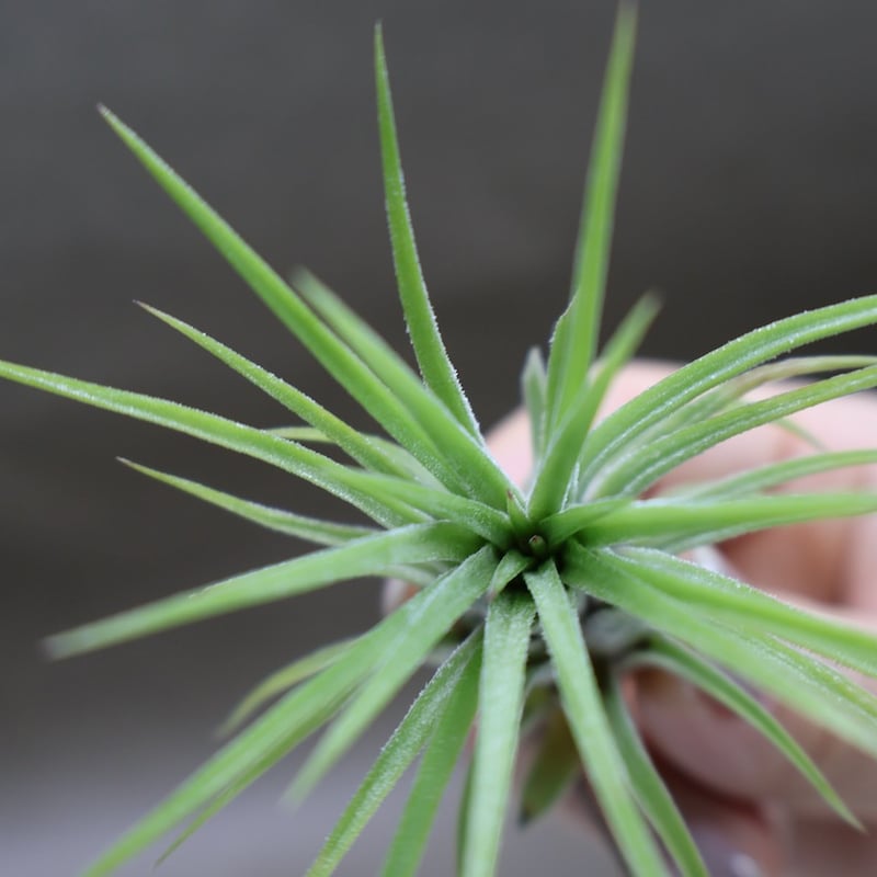 アプレタード BRT 01号 | air-plants TENGU-DO