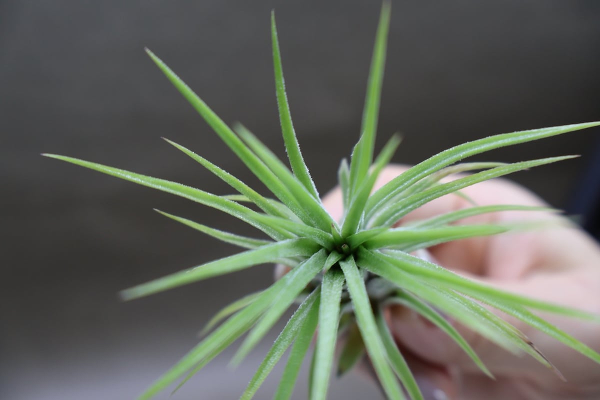 アプレタード BRT 01号 | air-plants TENGU-DO