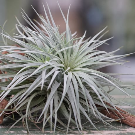 CATEGORY 品種名：E/F/G/H | air-plants TENGU-DO