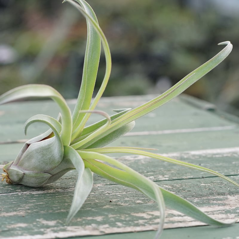 スタッフ特選】ストレプトフィラ 子株 C号 | air-plants TENGU-DO