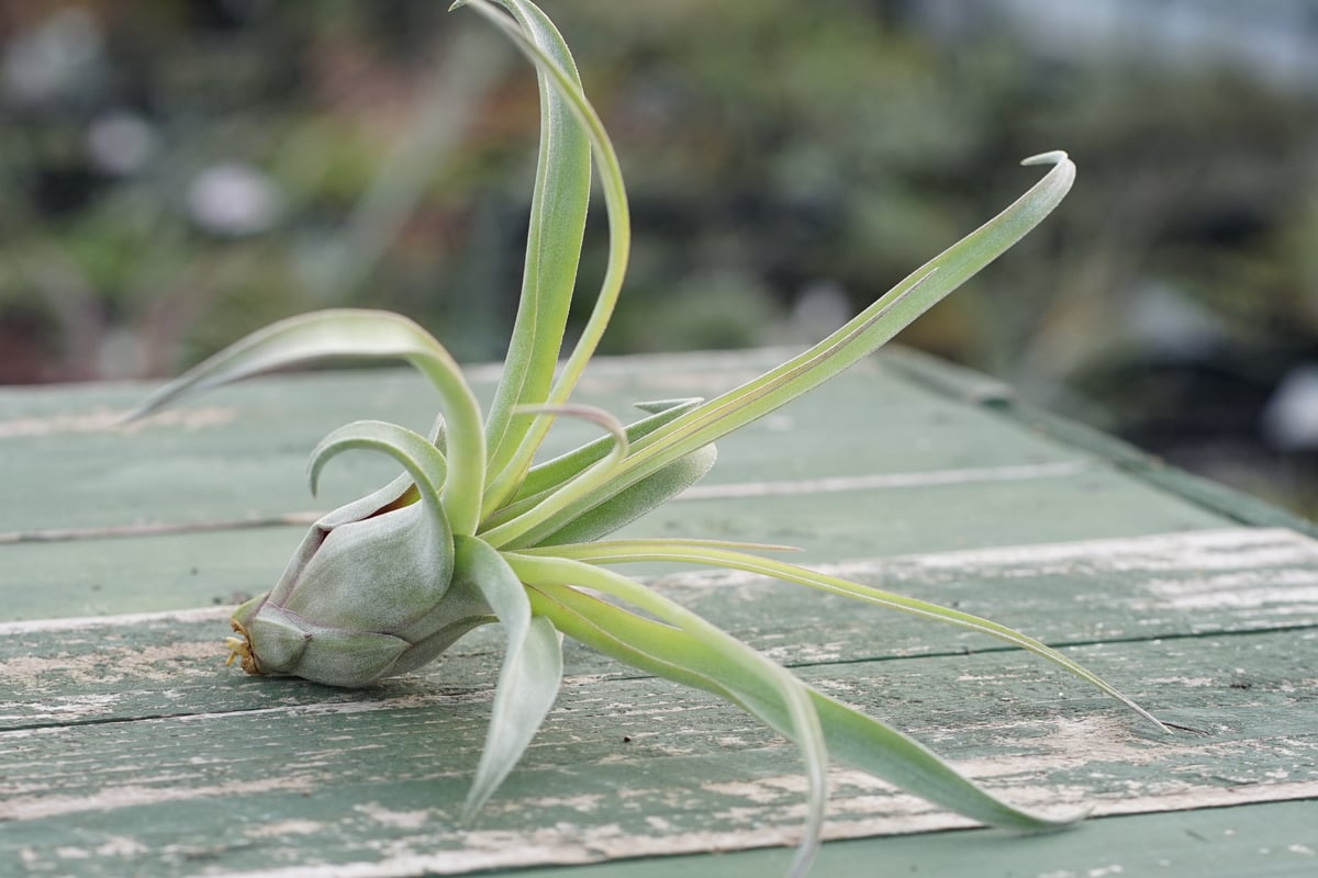 スタッフ特選】ストレプトフィラ 子株 C号 | air-plants TENGU-DO
