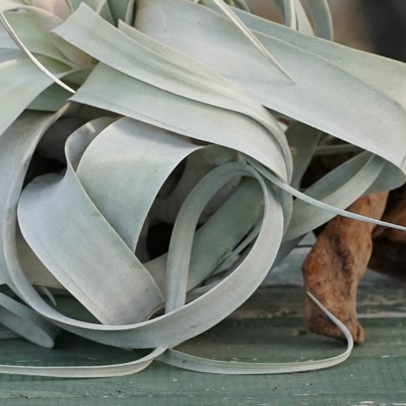 スタッフ特選】キセログラフィカ 花芽付き R号 | air-plants TENGU-DO