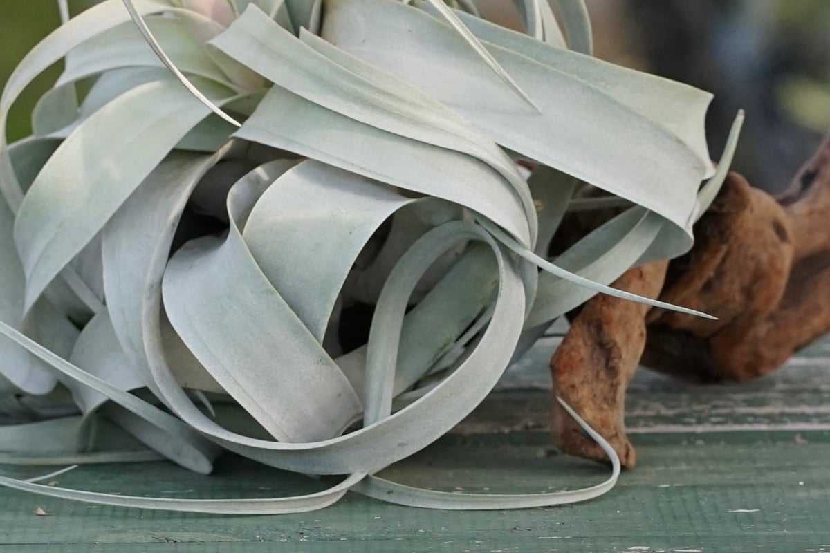 スタッフ特選】キセログラフィカ 花芽付き R号 | air-plants TENGU-DO