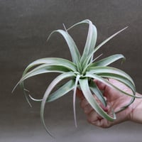 キセログラフィカ × イオナンタバンハイニンギー 07号