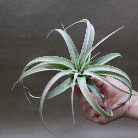 CATEGORY 品種名：U/V/W/X/Y/Z | air-plants TENGU-DO