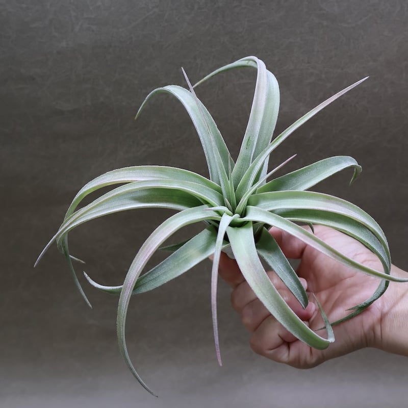 キセログラフィカ × イオナンタバンハイニンギー 07号 | air-plants