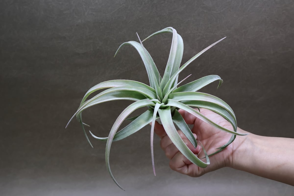 チランジア キセログラフィカ × イオナンタバンハイニンギー キセログラフィカ × イオナンタバンハイニンギー 07号 | air-plants