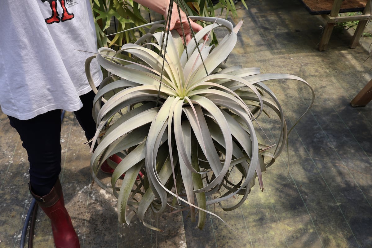 巨大！！　キセログラフィカ キセログラフィカ 特大3XLサイズ 06号 | air-plants TENGU-DO