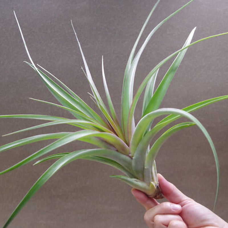 チランジア カピタータルブラ × ロシー チランジアカピタータルブラ x ロシー