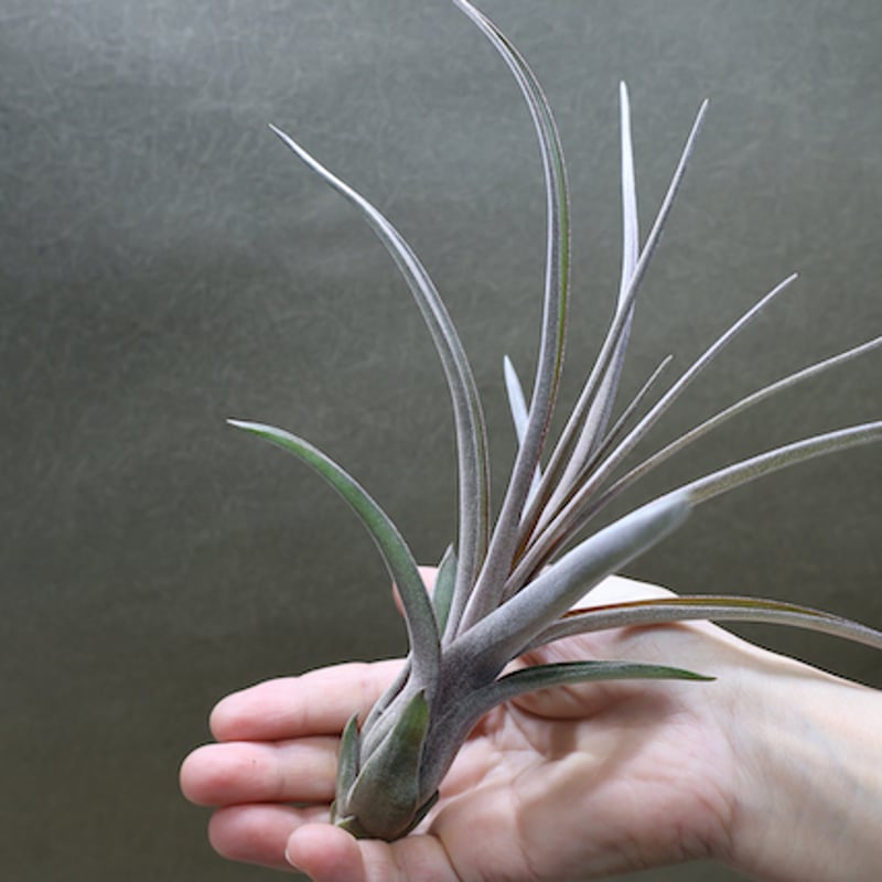 ストレプトフィラ × ノバキー Sサイズ13号 | air-plants TENGU-DO
